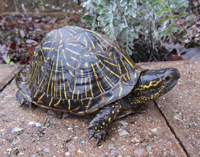 Florida Box Turtle